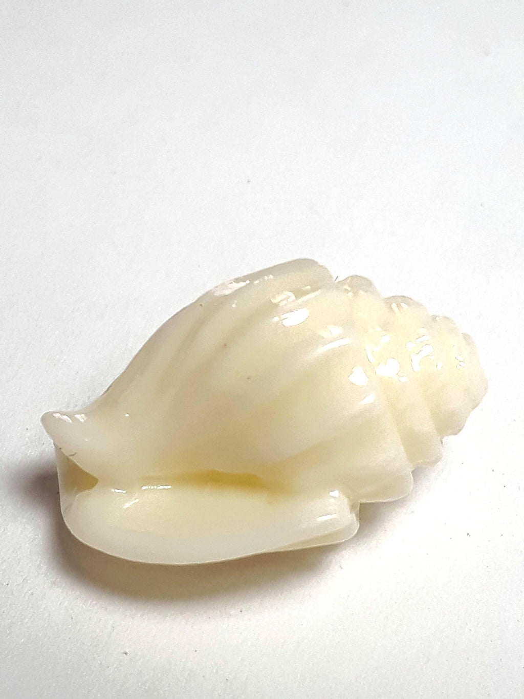 Seashell Cream Coral Conch Seashell 17x13mm - 2pcs