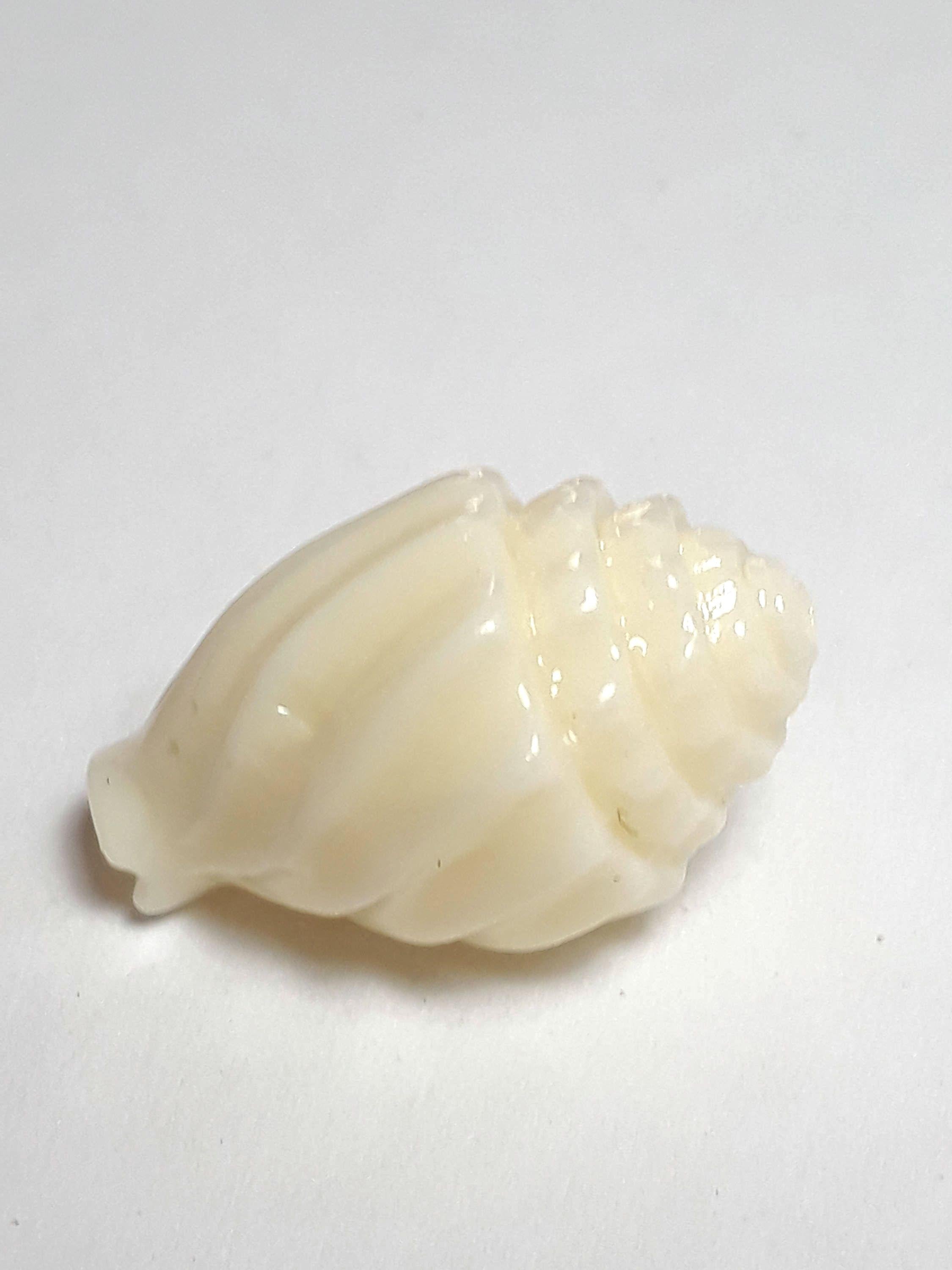 Seashell Cream Coral Conch Seashell 17x13mm - 2pcs